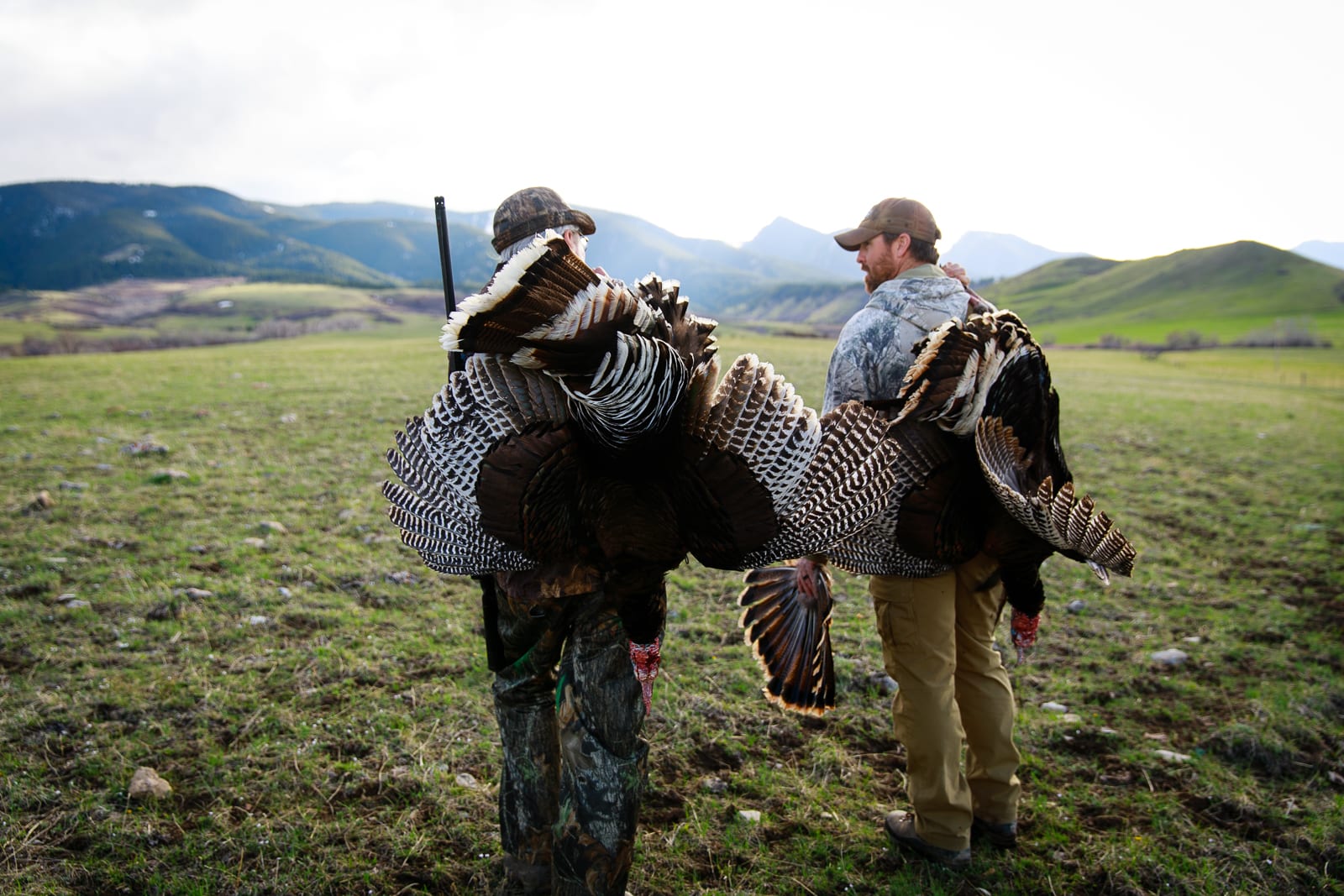 Hunt Merriams Turkey in Wyoming at Big Horn Outfitters